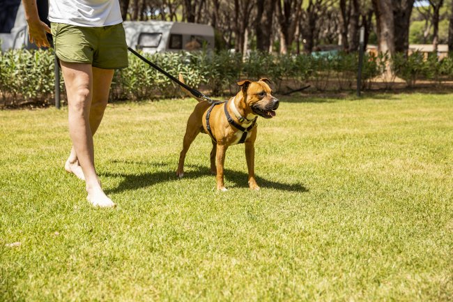 Un cane marrone al guinzaglio su un prato, guidato da una persona in pantaloncini verdi.