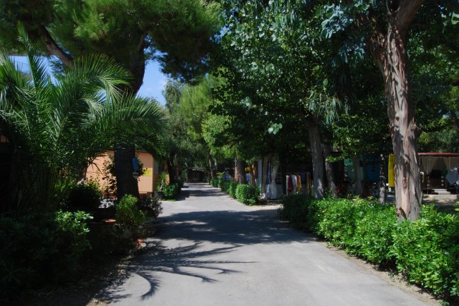 Viale alberato con case ai lati.