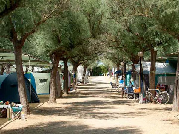 Tendoni da campeggio lungo un viale alberato.