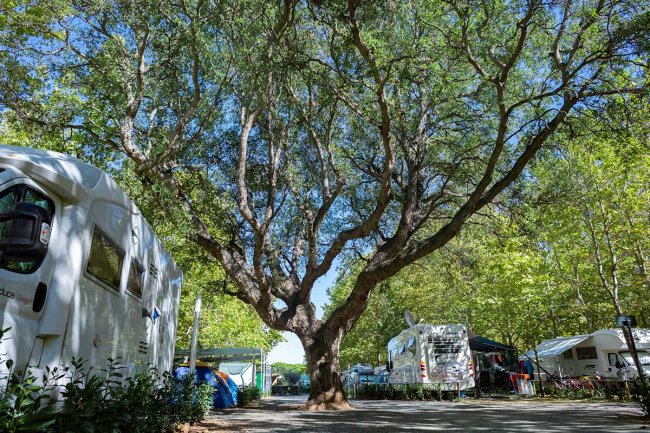 Camper e tende in un'area campeggio circondata da alberi.