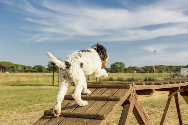 Un cane bianco e nero cammina su una passerella di legno in un campo.