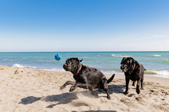 Due cani neri giocano sulla spiaggia con una palla blu vicino al mare.