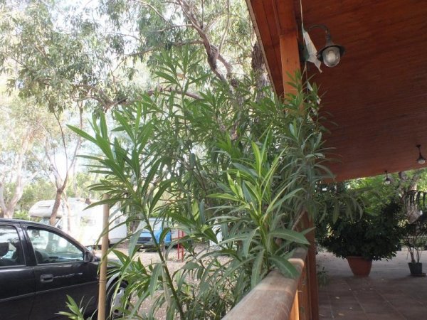 Piante vicino a una veranda.