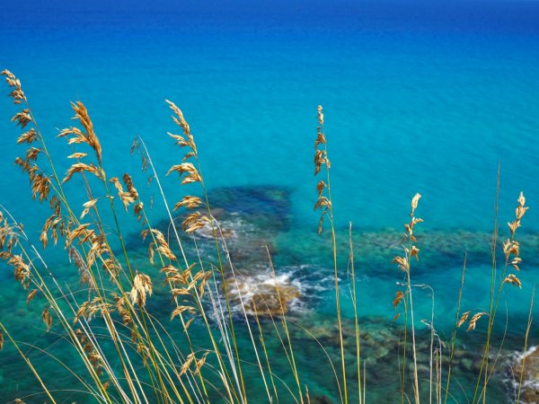 Erba secca con mare blu intenso sullo sfondo.