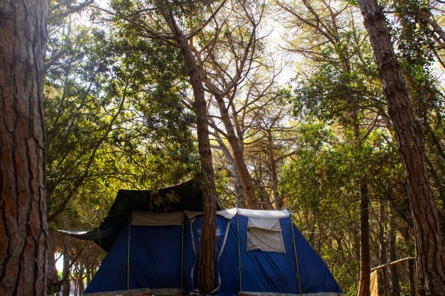 Una tenda blu tra gli alberi in una foresta, illuminata dalla luce del sole.