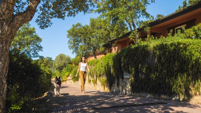 Donna che passeggia con un cane lungo un viale verde alberato.