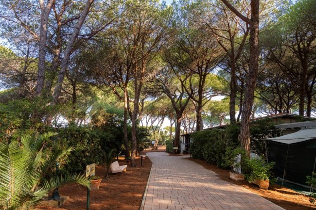 Sentiero in una pineta con panchine e cespugli verdi lungo i lati.