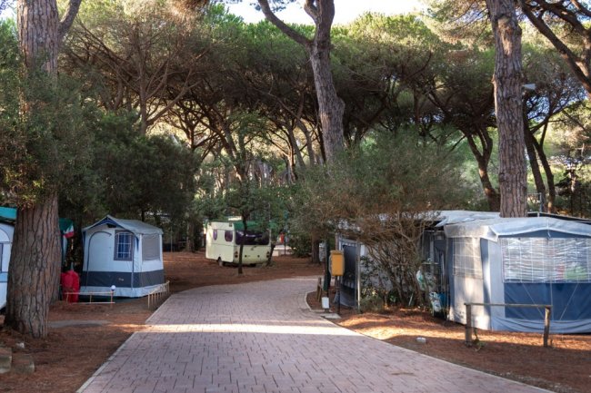 Stradina con roulotte tra alberi alti in un campeggio.