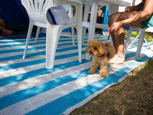 Cagnolino su tappeto a righe blu e bianche, accanto a sedie di plastica.