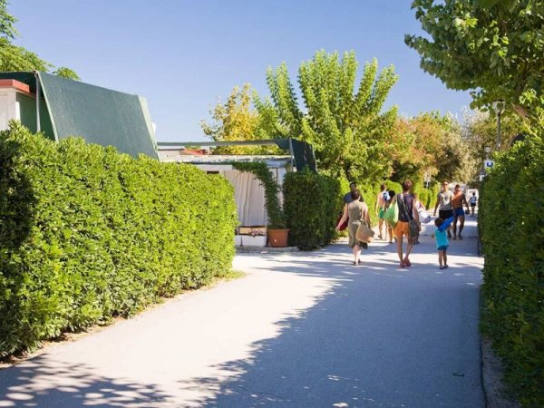 Persone camminano lungo un viale fiancheggiato da cespugli e alberi.