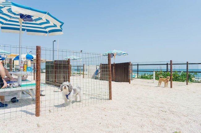 Due cani in un'area delimitata sulla spiaggia, con ombrelloni blu e bianchi.