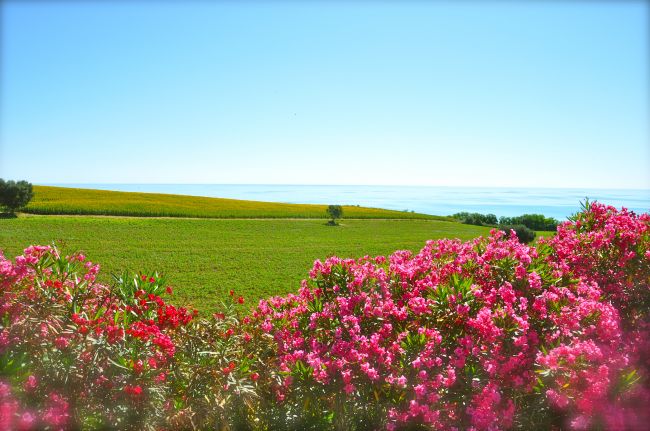 Fiori rosa in primo piano, campi verdi e mare all'orizzonte sotto un cielo azzurro.