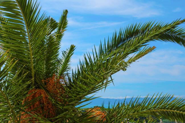 Foglie di palma verde con frutti arancioni e cielo azzurro sullo sfondo.