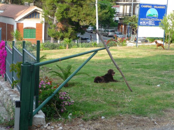 Cane seduto su un prato con un cartello di campeggio sullo sfondo.