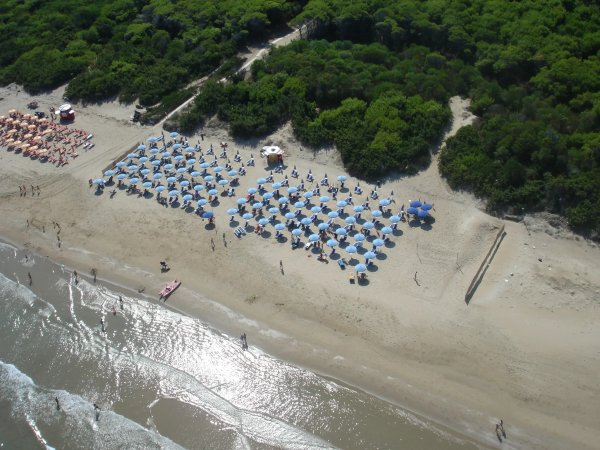 Vista aerea di una spiaggia con ombrelloni blu e bianco, vicino a una pineta verde.