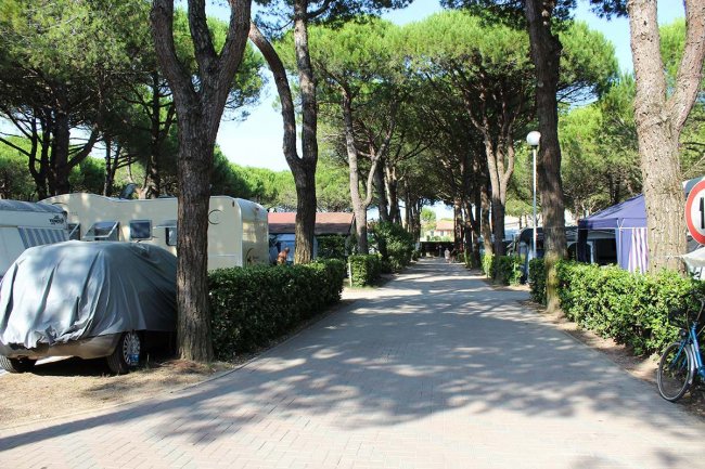 Viale alberato con roulotte ai lati e siepi verdi.