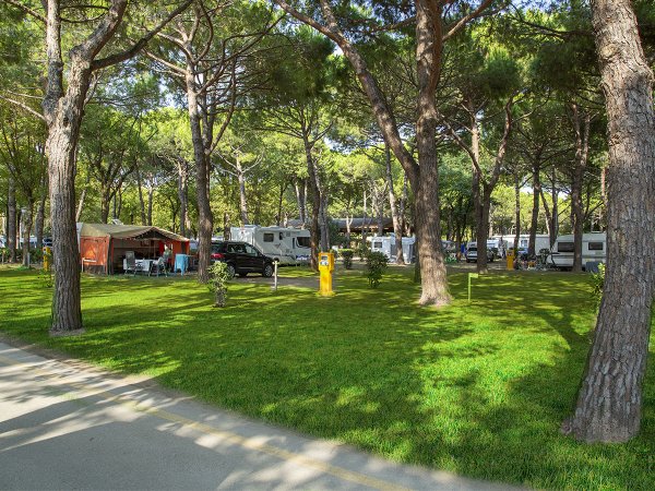 Area camping con camper e tende tra alberi alti e prato verde.